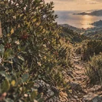 Maquis corse dense sur sentier étroit, rameaux de myrte et lentisque