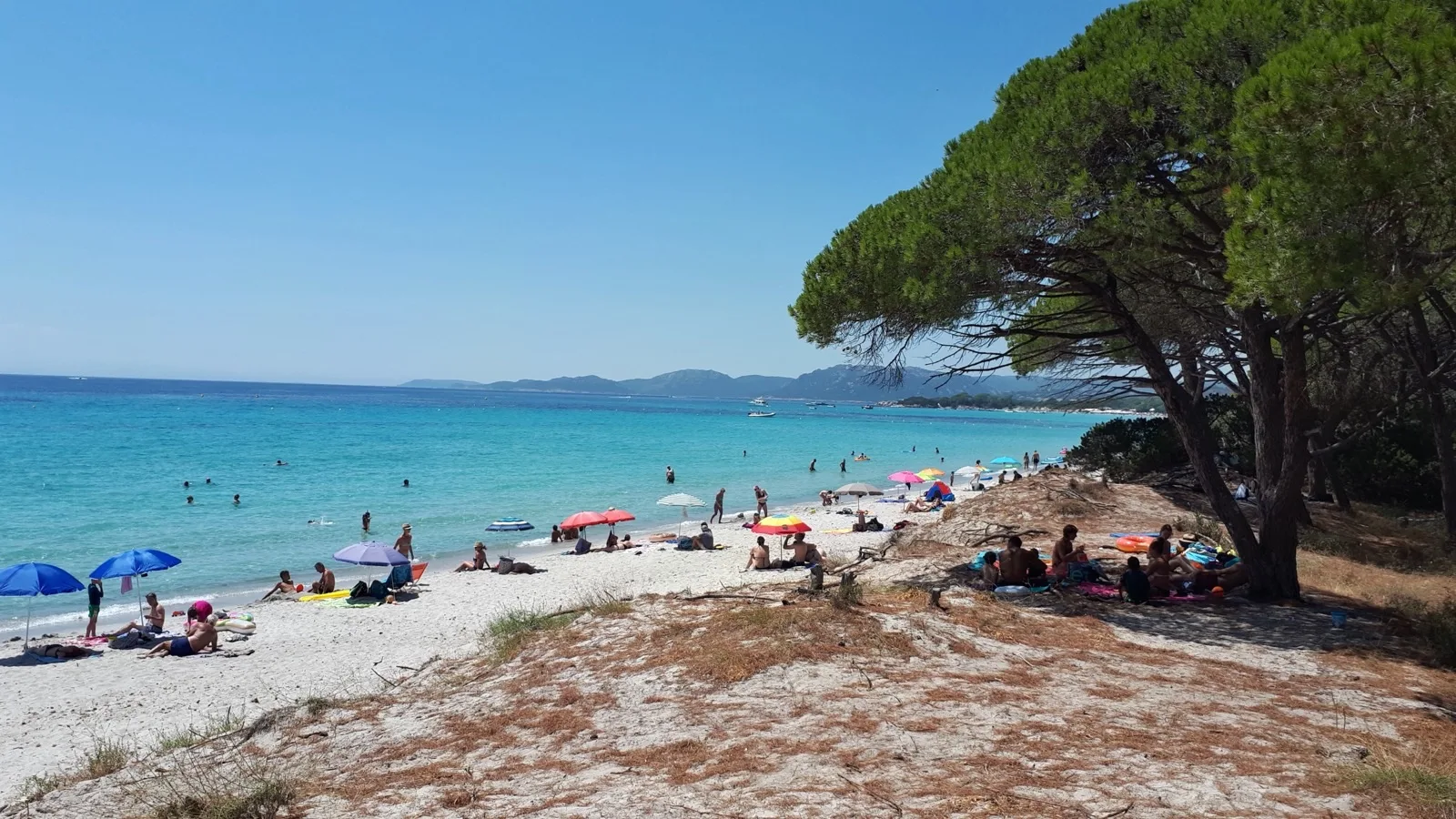 Palombaggia : pins parasols, sable blanc et îles Cerbicale