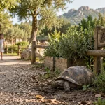 Que faire à vero corse : tortue au repos à A Cupulatta