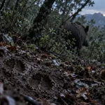 sanglier corse dans le maquis, traces au petit matin